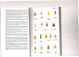 Insects-Chinery-81-91.Pdf