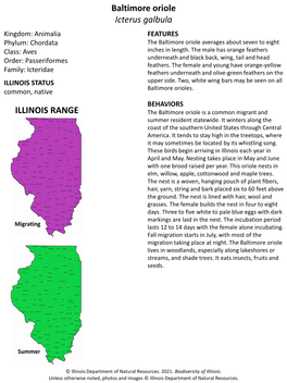 Baltimore Oriole Icterus Galbula ILLINOIS RANGE