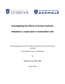Investigating the Effects of Human Carbonic Anhydrase 1 Expression