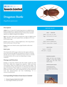 Drugstore Beetle