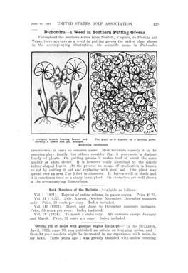 Dichondra—A Weed in Southern Putting Greens