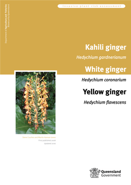 Kahili Ginger Hedychium Gardnerianum White Ginger Hedychium Coronarium Yellow Ginger Hedychium Flavescens