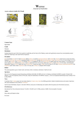 Acacia Cochlearis (Labill.) H.L.Wendl