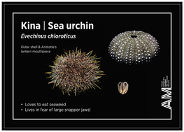 Kina | Sea Urchin Evechinus Chloroticus