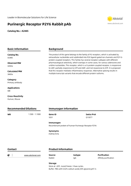 Purinergic Receptor P2Y6 Rabbit Pab