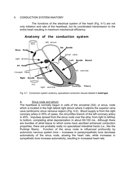 Anatomy of the Conduction System