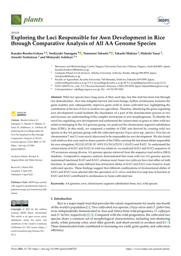 Exploring the Loci Responsible for Awn Development in Rice Through Comparative Analysis of All AA Genome Species