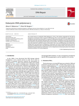 Eukaryotic DNA Polymerase Ζ