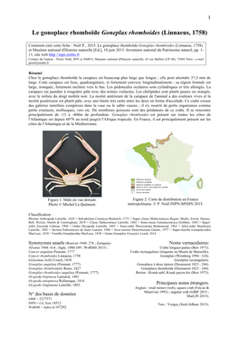 Le Gonoplace Rhomboïde Goneplax Rhomboides (Linnaeus, 1758)