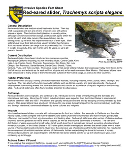 Red-Eared Slider, Trachemys Scripta Elegans