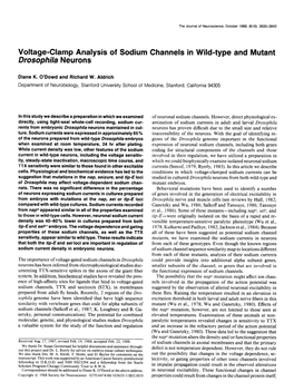 Voltage-Clamp Analysis of Sodium Channels in Wild-Type and Mutant Drosophila Neurons