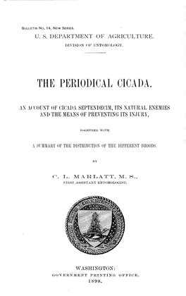 The Periodical Cicada