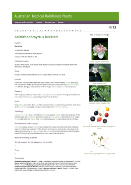 Archirhodomyrtus Beckleri Click on Images to Enlarge