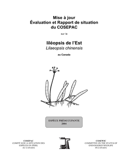 Liléopsis De L'est(Lilaeopsis Chinensis)