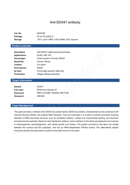 Anti-DDX47 Antibody