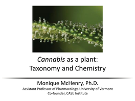 Cannabis As a Plant: Taxonomy and Chemistry (PDF)