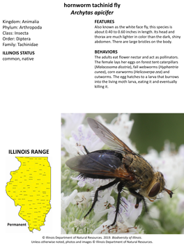 Hornworm Tachinid Fly Archytas Apicifer ILLINOIS RANGE