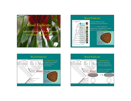 Basal Eudicots • Already Looked at Basal Angiosperms Except Monocots