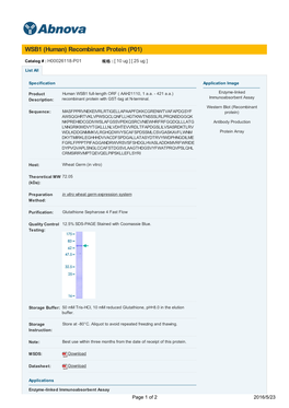 WSB1 (Human) Recombinant Protein (P01)