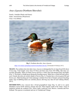 Anas Clypeata (Northern Shoveler)