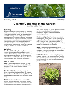 Cilantro/Coriander in the Garden Colt Miller and Dan Drost