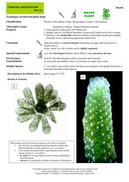 Caulerpa Simpliciuscula