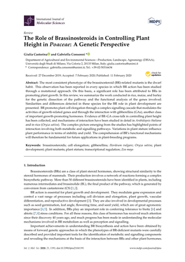 The Role of Brassinosteroids in Controlling Plant Height in Poaceae: a Genetic Perspective