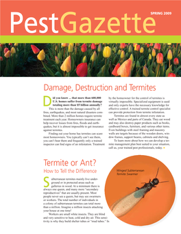 Termite Or Ant?