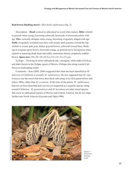 Red-Brown Blushing Morel—Morchella Rufobrunnea (Fig. 5)