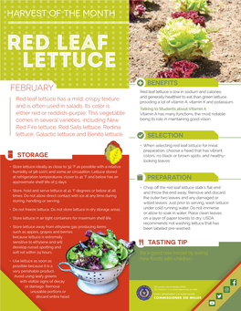 Red Leaf Lettuce