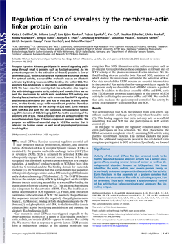 Regulation of Son of Sevenless by the Membrane-Actin Linker Protein Ezrin