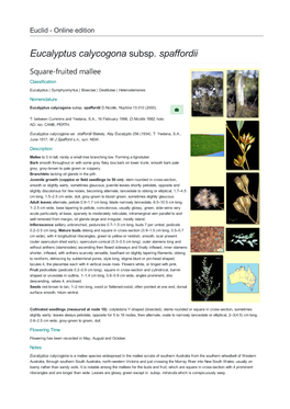 Eucalyptus Calycogona Subsp. Spaffordii Square-Fruited Mallee Classification Eucalyptus | Symphyomyrtus | Bisectae | Destitutae | Heterostemones Nomenclature