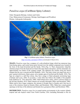 Panulirus Argus (Caribbean Spiny Lobster)