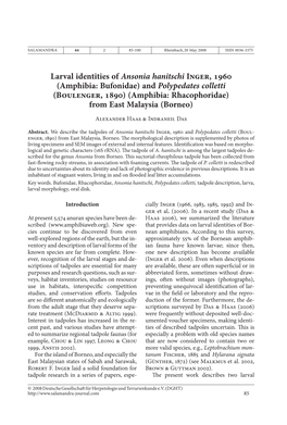 Larval Identities of Ansonia Hanitschi Inger, 1960 (Amphibia: Bufonidae