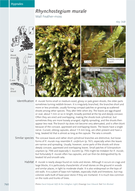 Rhynchostegium Murale Wall Feather-Moss Key 368