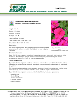 Super Elfin® XP Rose Impatiens Impatiens Walleriana 'Super Elfin XP Rose'