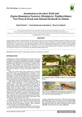 (Hemiptera: Typhlocybinae), New Pests in Peach and Almond Orchards in Tunisia