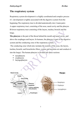 The Respiratory System