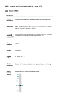 RAD1 Monoclonal Antibody (M01), Clone 1G2 CEL-005810-M01