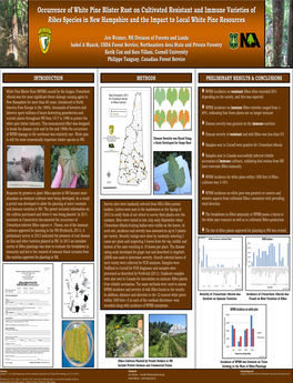 Occurrence of White Pine Blister Rust on Cultivated Resistant and Immune Varieties of Ribes Species in New Hampshire and the Impact to Local White Pine Resources