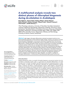 A Multifaceted Analysis Reveals Two Distinct Phases of Chloroplast