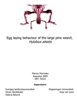 Hylobius Abietis