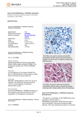 Goat Anti-Par6alpha / PARD6A Antibody Peptide-Affinity Purified Goat Antibody Catalog # Af1785a