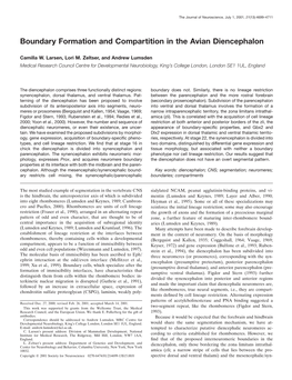 Boundary Formation and Compartition in the Avian Diencephalon