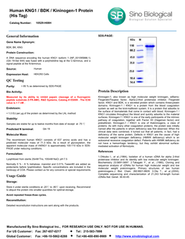 Human KNG1 / BDK / Kininogen-1 Protein (His Tag)