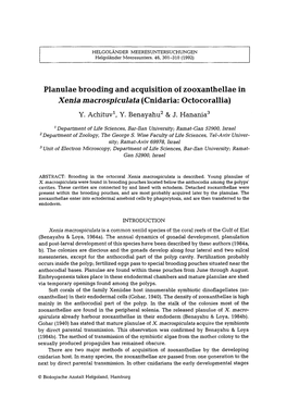 Planulae Brooding and Acquisition of Zooxanthellae in <Emphasis Type