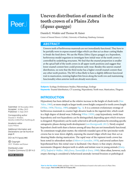 Uneven Distribution of Enamel in the Tooth Crown of a Plains Zebra (Equus Quagga)