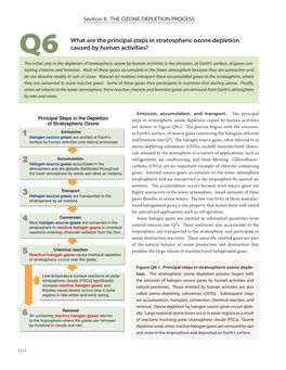 What Are the Principal Steps in Stratospheric Ozone Depletion Caused by Human Activities?