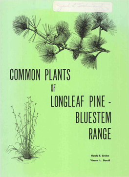 COMMON Plants Longleaf PINE