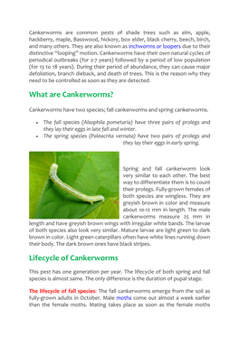 Lifecycle of Cankerworms